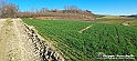 20230110_151129 - Dalla terra... il grano